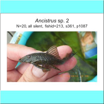 Ancistrus sp 2.png